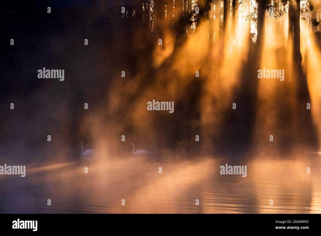 Sun rise at Pang-ung, Pine forest in Thailand Stock Photo