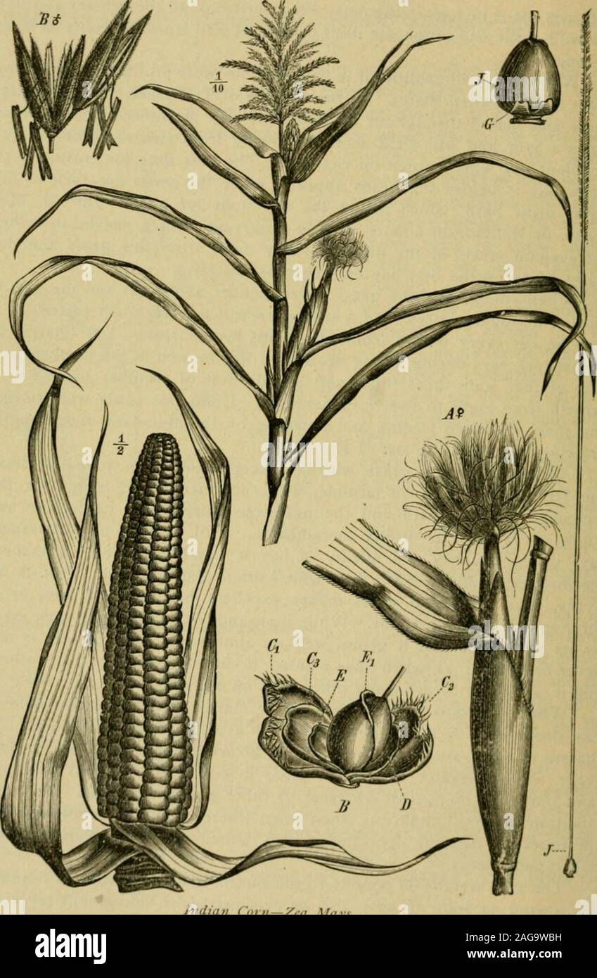 . Grasses and forage plants, by J.B. Killebrew. n the soil the yield ofhay decreases. A good plowing of the ground so as to dislocate themasses of roots will start the grass to growing again in all its tropicalvigor. As a meadow or pa.^ture grass it will retain its hold upon theland and sufTer no inroads whatever by other grasses or weeds. The onlysituation it cannot endure is when sown where it will be overflowed andthe water left standing upon the ground. Under such conditions the rootswill rapidly decay. The seed weighs 35 pounds to the bushel and one bushel is requiredfor sowing an acre. I Stock Photo