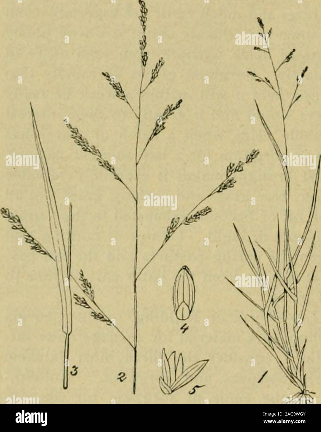 . Grasses and forage plants, by J.B. Killebrew. over the bedthat was intended to be their grave. The only possible way to keep Johnson grass in subjection, so far asthe writer knows, is to pasture it with hogs and never sufTer the grass togo to seed. Frequent plowing of the land and bringing the roots tothe surface so that the hogs may find them readily will assist in keeping itdown. One of its greatest virtues is that hogs will thrive upon its succu-lent roots which they seem to prefer even to artichokes. They never tirein searching for them. SOILS—Rich, well drained, calcareous soils and esp Stock Photo