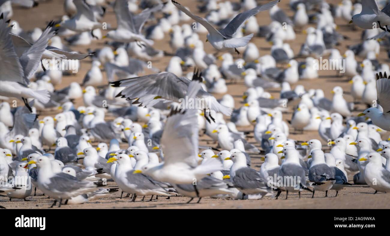 Flock of geese, Westfjords, Iceland Stock Photo