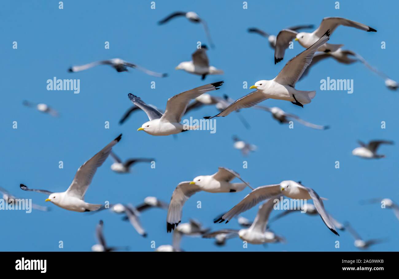 Flock of geese, Westfjords, Iceland Stock Photo