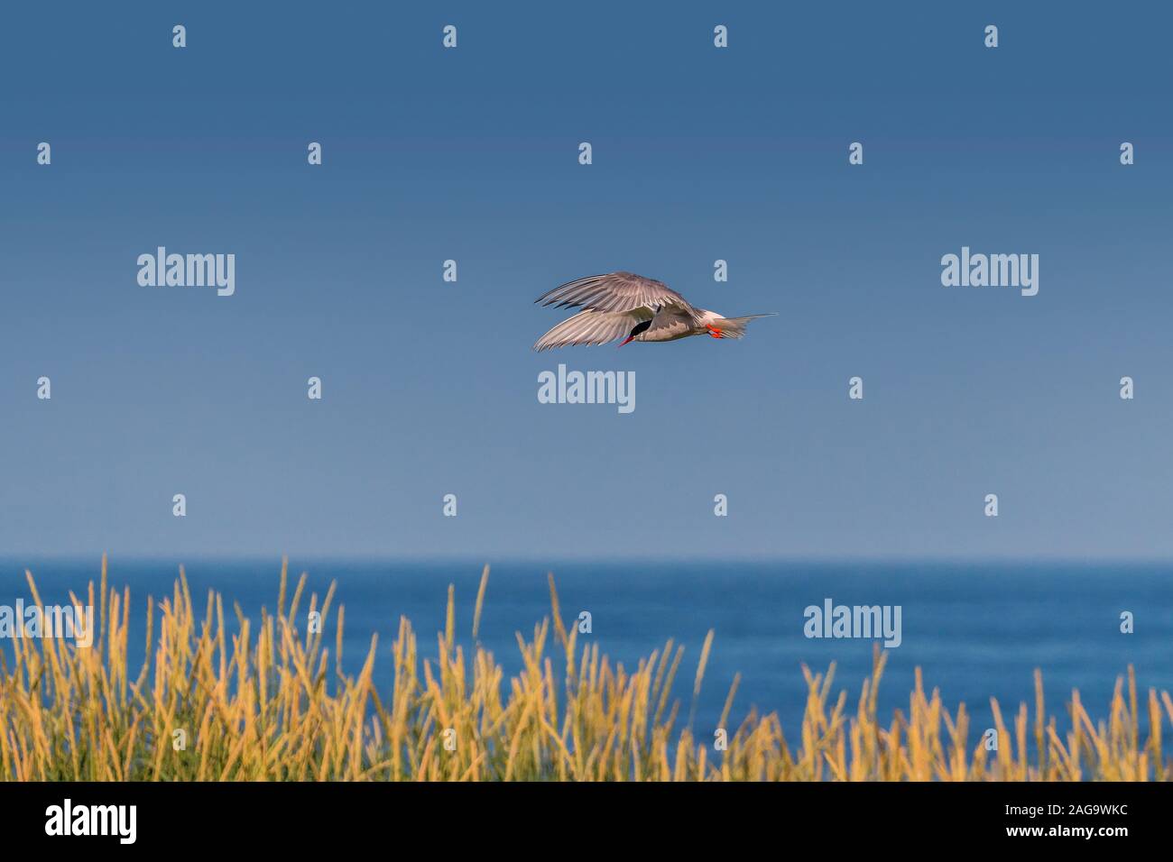 Arctic tern in flight, Westfjords, Iceland Stock Photo