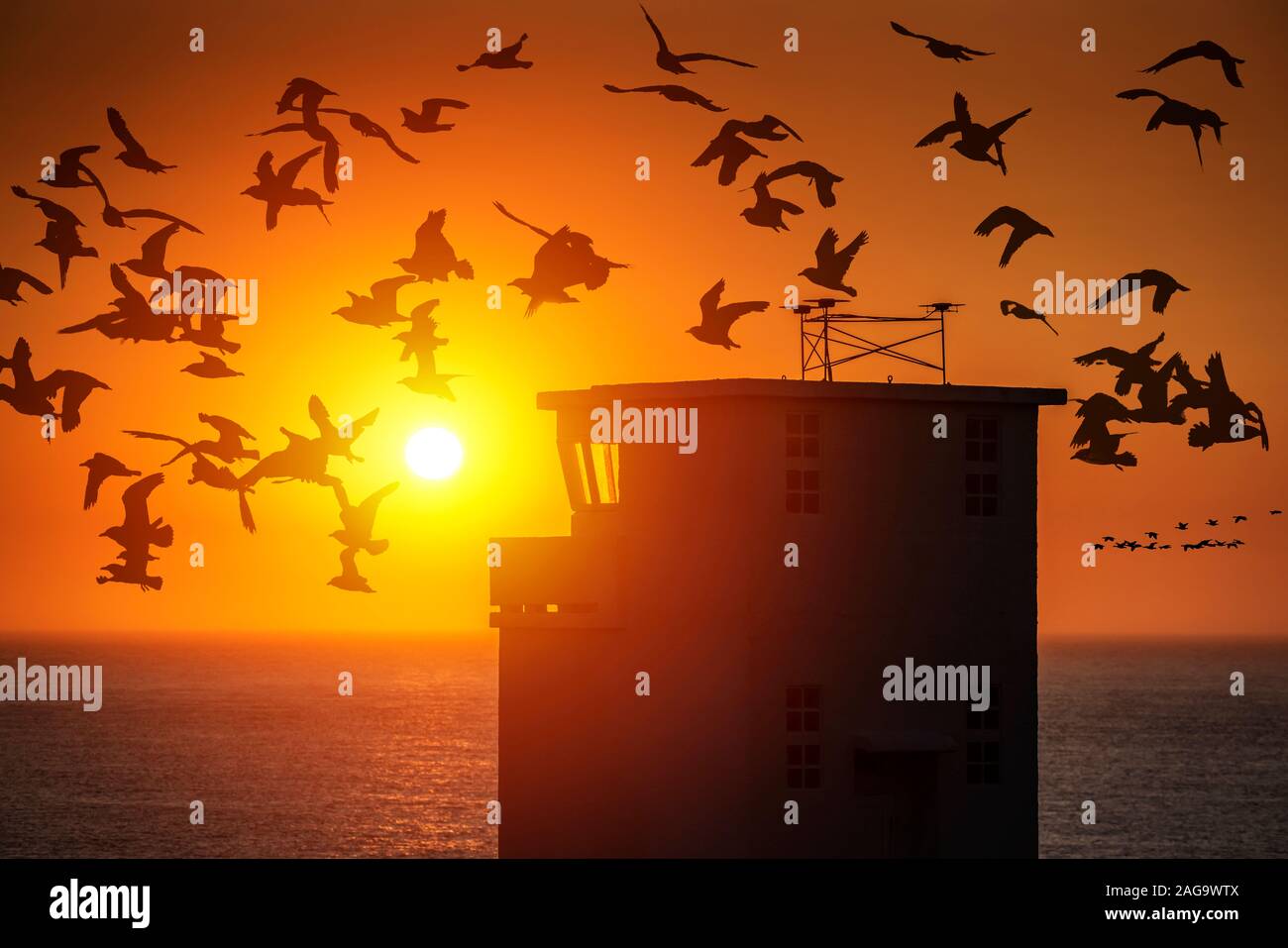 Flock of geese, at sunset, Latrabjarg, Westfjords, Iceland Stock Photo