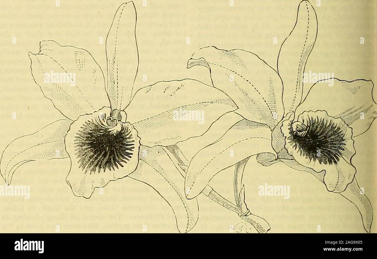 . The Gardeners' chronicle : a weekly illustrated journal of horticulture and allied subjects. w together from the base of the leaf. Aboitwelve species : ex. D. cucumerinum. Sect. 4. Sarcopodmm.—Branchlets short, often thiclened into pseudobulbs, two-leaved at the apex, produce iin the axils of the sheaths of the creeping or prostra)stems or rhizomes. Peduncle one-flowered (rarellseveral-flowered), arising between the leaves, and sulptended at the base by sheathing bracts. Species five (six : ex. D. amplum. Sect. 5. Stachyobiian.—Flowers racemose, racenapparently terminating the leafy or more Stock Photo