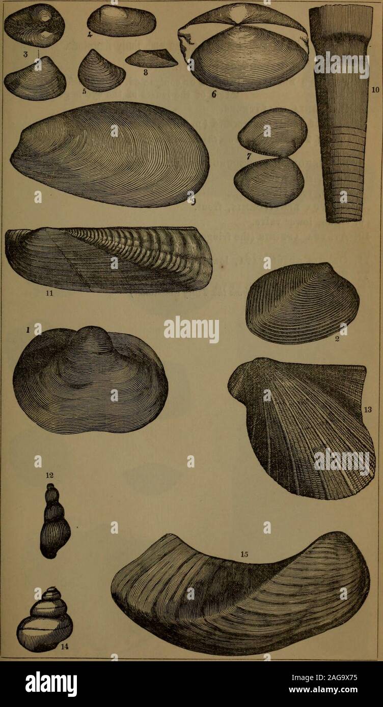 . Annual report of the regents of the university of the state of New York on the condition of the State Cabinet of Natural History and the historical and antiquarian collection annexed thereto. 30 PLATE XIV. [Assembly Fossils of the Hamilton group. SHELLS. 1. Bellerophon patulus. 2. microdon ijellastriata. 3. cucull^a opima. 4. NUCULA OBLONGA (p. 67). 5. NuCULA LINEATA. ^ 6. Tellina ovata. 7. NuCULA BELLATULA. 8. n. truncata. 9. modiola concentrica. 10. Orthoceras constrictum. 11. Orthonota undulatum. 12. loxonema nexilis. 13. avicula flabella. 14. Turbo lineatus. 15. Cypricardites recurva. No Stock Photo