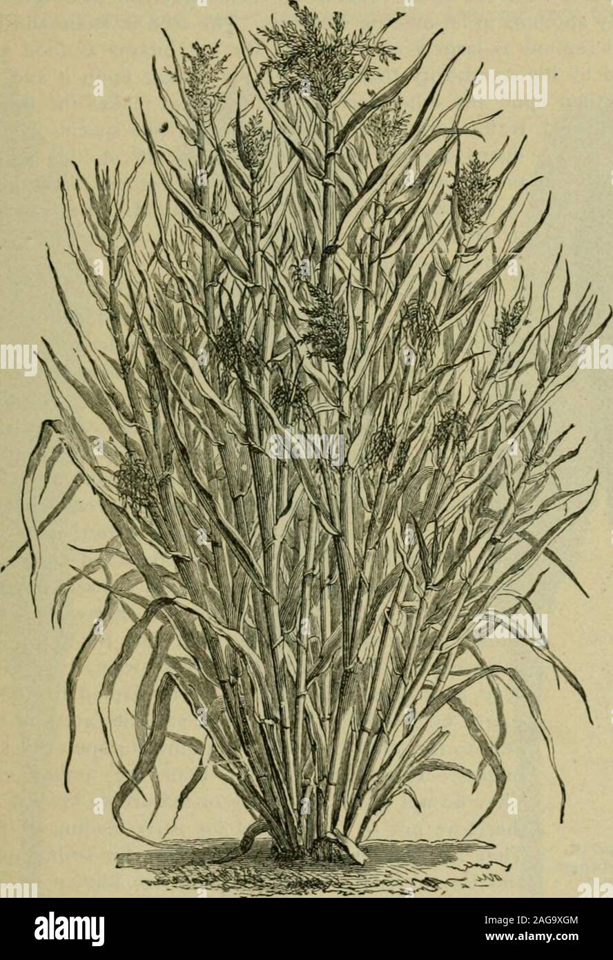 . Grasses and forage plants, by J.B. Killebrew. Teosi -luichhriia ami, /•. liixiii in&gt;, The uppermost cut in the fiffuie .shows themale inflorescence reduced one-lialf; to the liglitbelow is shown the feiuRle inflorescence mostlyconcealed within the slu-alhing leaf; to the leftbelow is shown a single female spike. R. Ajoint of the rachis ol the fem^ile spike. SI. Ter-minal portion of the stigma. 41 and set up in shocks. It has very little, if any advantage over corn whenthe latter is cut and put up before the blades are dry. Teosinte harvestedin the same way would probably have its greatest Stock Photo