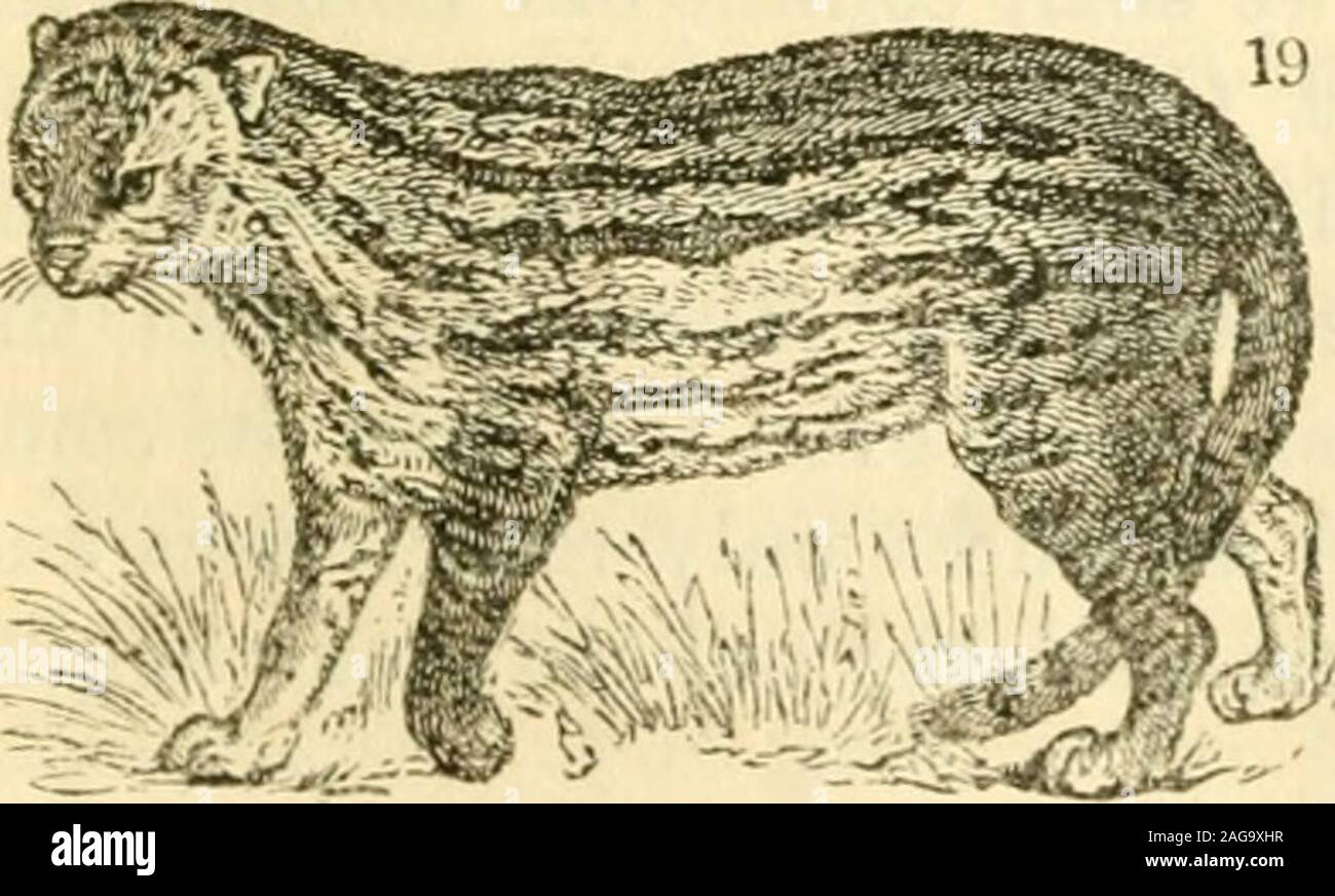 Animals in menageries. It is the Chat-Pard of the French, andthe tiger-cat  of the English furriers ; and M. Cuvierincidentally mentions that hundreds  of its skins are im-ported from Southern Africa.