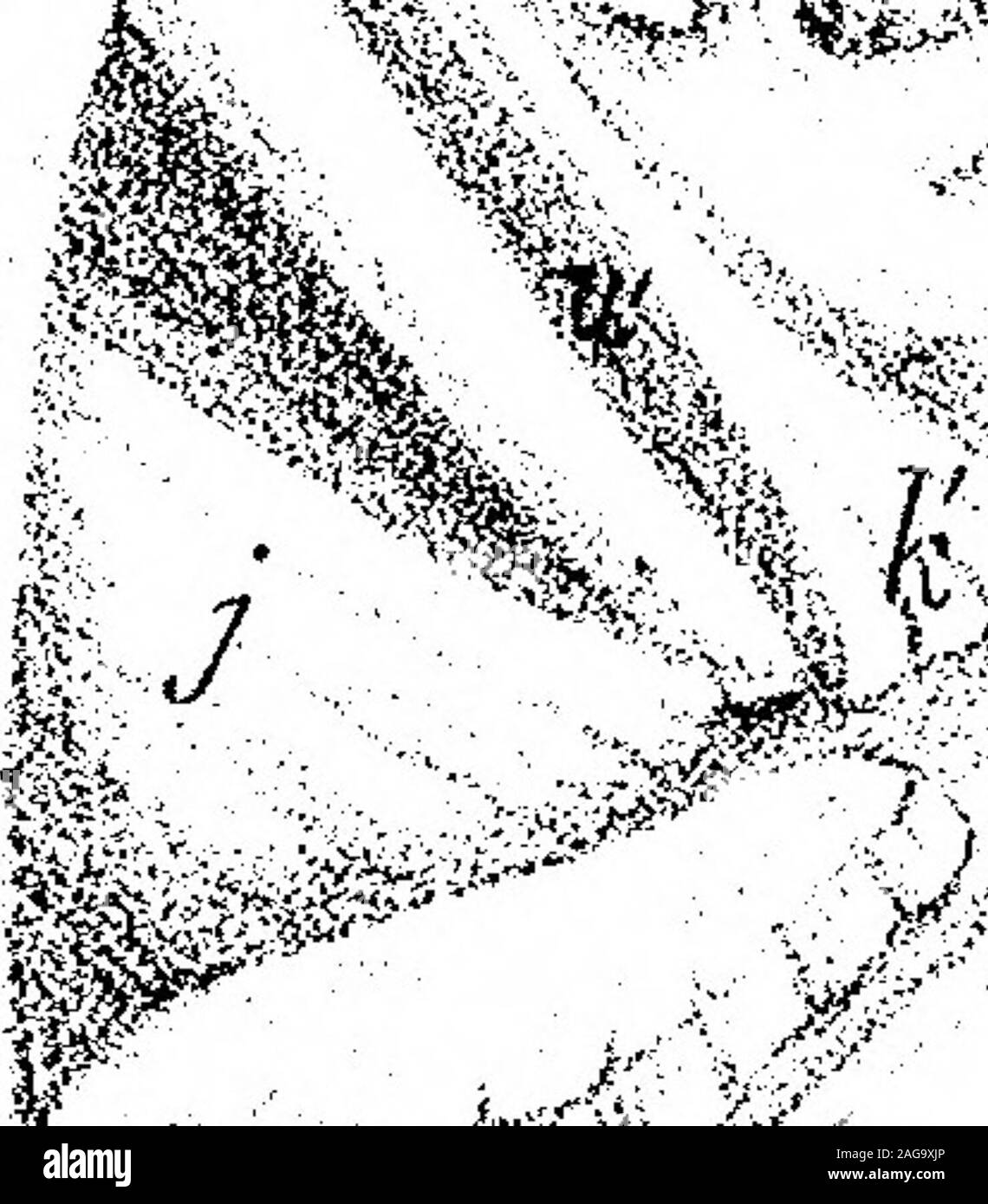 . On the Organization of the Brachiopoda. l ?r l/^ . ,r^^ i#F^ ¥7 .h t W 4 ^^:&lt; fi * s •:fr ti ^97 -&lt;;.,  A  70 , J€a//icc)-o/(-, ^el. . a V 7 ^ .^.-V^ 1 •? S^ -J -i .M ddanm, ,;, ,, •i -vM /y,^, ^1^ -. &lt; r ddunm.,u7L/f(/A€i/ni^, So ^^N /W 4 ^Pka..Tmm,MDQCCjlNm., 4 Fy,&, Stock Photo