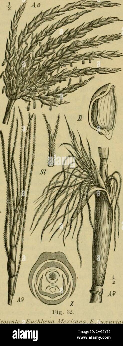 . Grasses and forage plants, by J.B. Killebrew. inglecutting just before frost. Ittillers greatly, as many asfifty stalks having beenobserved as springing fromthe same root. The Agricul-tural Department at Wash-ington recommends that teo-sinte be planted in drills threefeet apart and thinned to afoot apart in the rows. Onepound of seed is sufficient toplant an acre. One drawbackto this grass is that it does notmature its seed in Tennessee,and very rarely north ofSouthern Florida.The soil for its growth must be deep, moist and fertile. Any soilsuitable for corn will produce teosinte. It is one Stock Photo