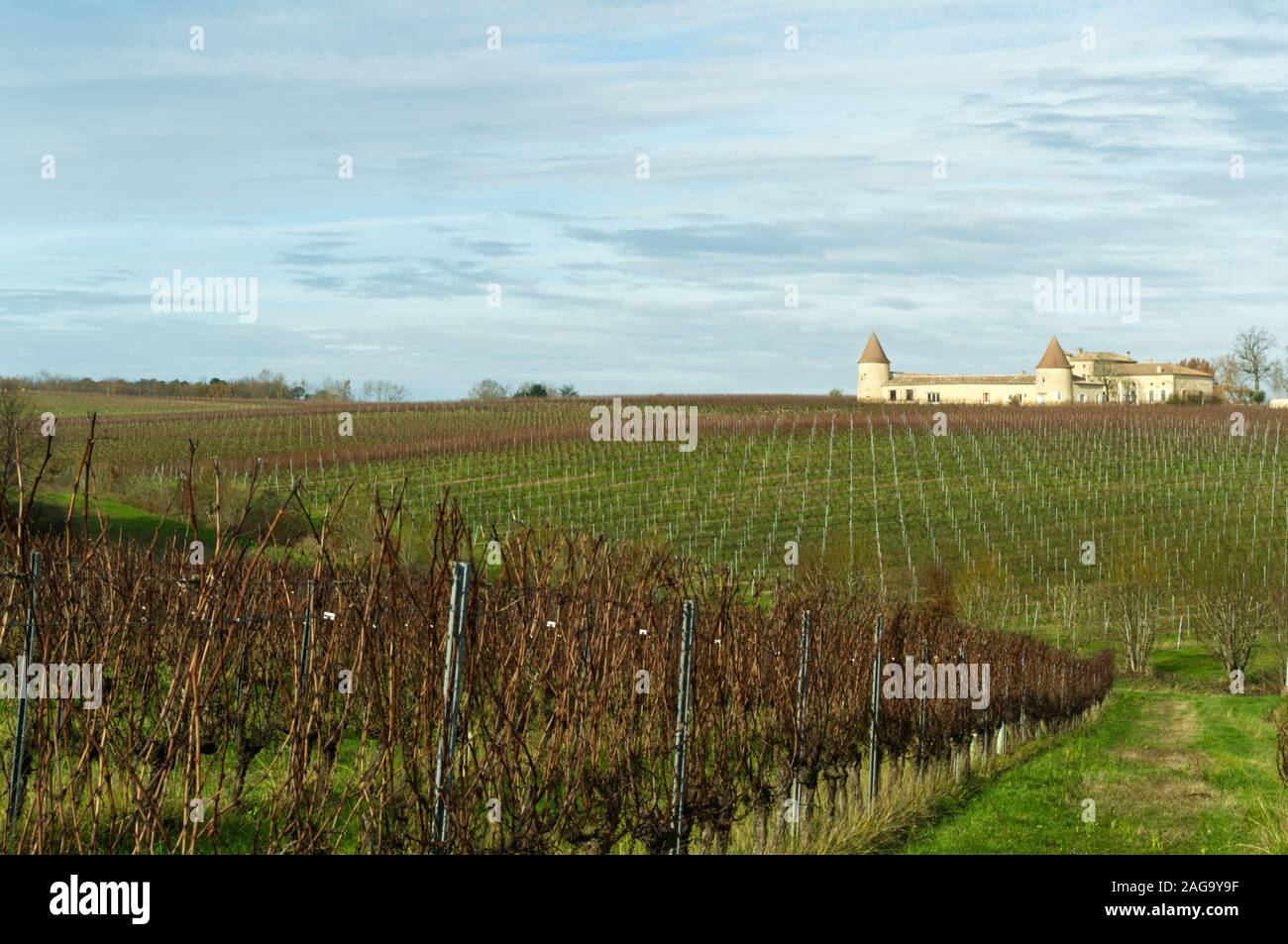 The vineyards of Chateaux Vigeroux in winter in the Bordeaux wine region, Gironde, France. Stock Photo
