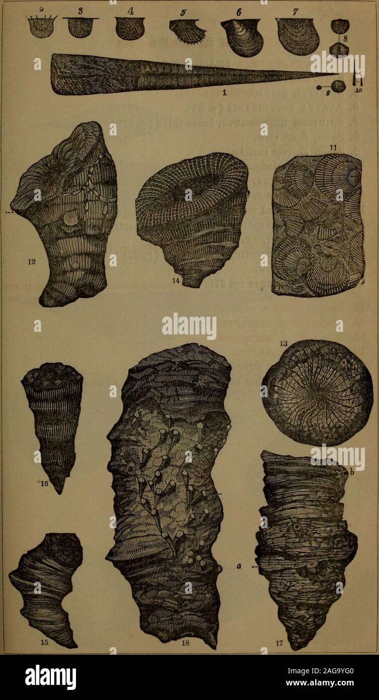 . Annual report of the regents of the university of the state of New York on the condition of the State Cabinet of Natural History and the historical and antiquarian collection annexed thereto. [Assembly, No. 136 26 PLATE XII. [Assembly Fossils of the Marcellus shale. 1. Orthoceras subulatum. 2. Strophomena setigera. 3. s. mucronata. 4. s. pustulosa. 5. avicula mucronata. 6. A. L^vis. 7. a. equilatera. 8. Orthis nucleus. 9. DiSCINA MINUTA. 10. Tentaculites fissurella. 11. Atrypa limitaris. Fossils of the Hamilton group (p. 67). CORALS. 12. Strombodes simplex (a small parasitic coral or bryozoo Stock Photo