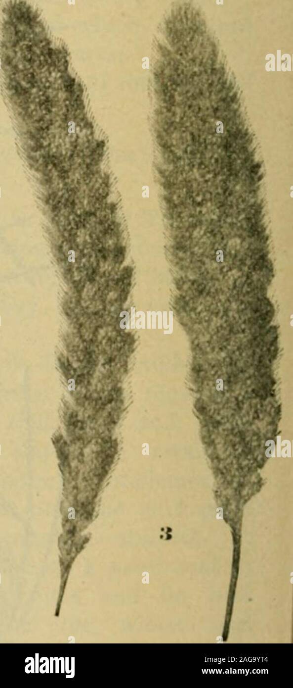 . Grasses and forage plants, by J.B. Killebrew. Millets. Hungarian Millet. 3. Ciernian or Golden ? Common MilletMillet (varieties of Italian.) (U- !^- l&gt;ept. Agric shovel plow, one plowing being all that is necessary. The millet shouldbe thinned to a mere, thread of plants. Cut when the seed is in thedough state with a self-binding reaper. Put the bundles in shocks andthresh when the heads are thoroughly dry. The yield is frequently from30 lo 40 bushels of choice seed to the acre. Italian millet, and indeed every kind of millet, is very exhausting tothe soil, especially if the seed is permi Stock Photo