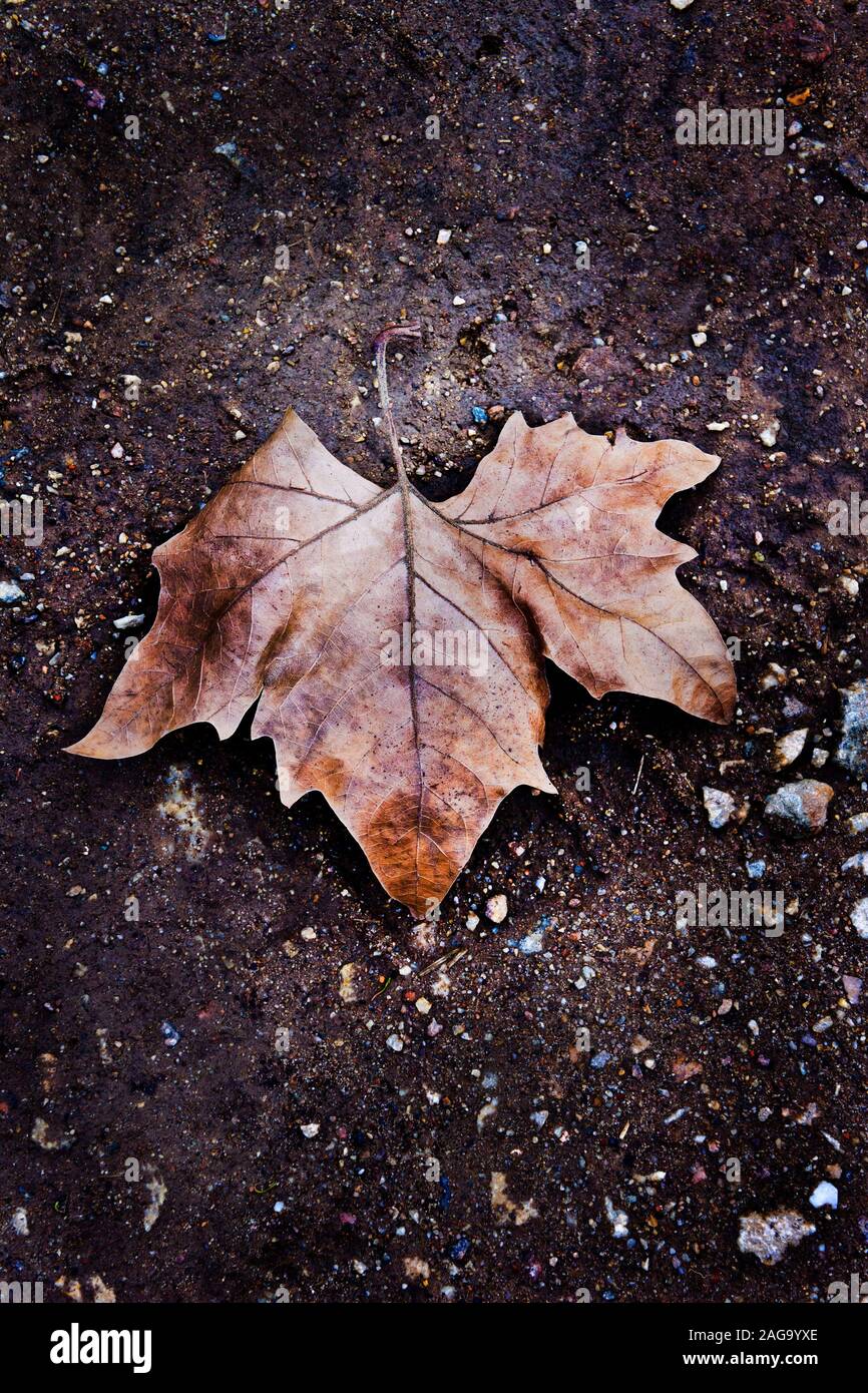 brown maple leaf fallen on the ground Stock Photo