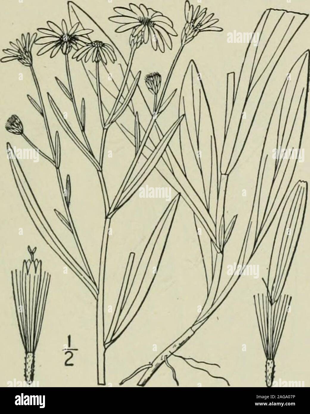 . An illustrated flora of the northern United States, Canada and the British possessions : from Newfoundland to the parallel of the southern boundary of Virginia and from the Atlantic Ocean westward to the 102nd meridian. 38. Aster adscendens Lincll. WesternAster. Fig. 4319. A. adscendens Lindl.; Hook. Fl. Bor. Am. 2 : 8. 1S34.Stem slender, rigid, glabrous, or sparinglyhirsute-pubescent, branched or simple, 6-2° high.Leaves firm,* entire, rough-margined, sometimesciliolate, those of the stem linear-lanceolate orlinear-oblong, acute or obtusish, i-3 long, 2-$wide, sessile by a more or less clas Stock Photo