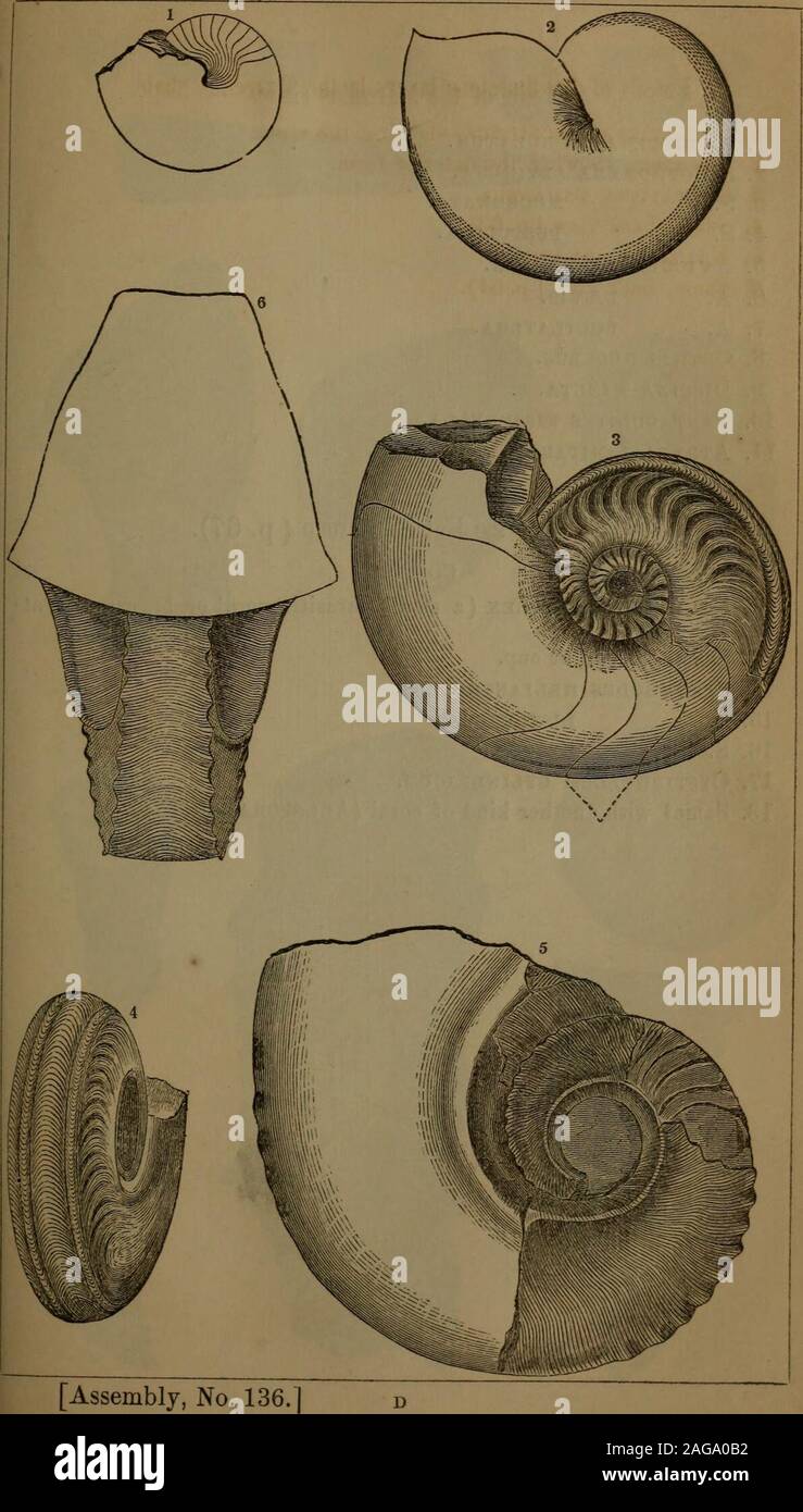 . Annual report of the regents of the university of the state of New York on the condition of the State Cabinet of Natural History and the historical and antiquarian collection annexed thereto. 24 PLATE XI A. [Assembly Fossils of the limestone layers in the Marcellus shale. 1. GoNiATiTES DiscoiDEUS, showing the septa. 2. The same, showing the exterior form. 3. GrONIATITES EXPANSUS. 4. Same, back view ( p. 63). 5. Nautilus ornatus. 6. Same, hack view ( p. 64). No. 136.] PLATE XI A. 25. [Assembly, No. 136 26 PLATE XII. [Assembly Fossils of the Marcellus shale. 1. Orthoceras subulatum. 2. Stropho Stock Photo