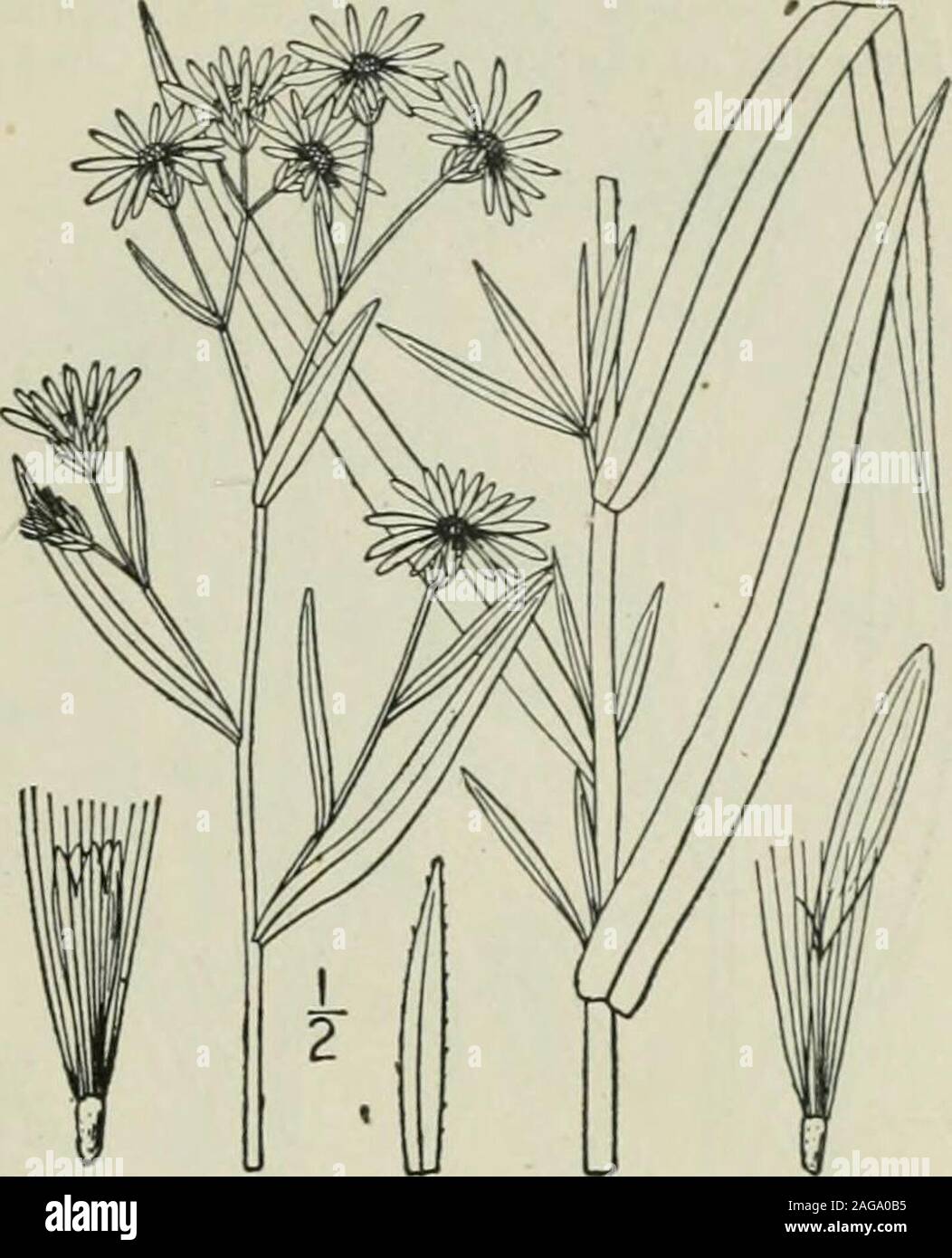 . An illustrated flora of the northern United States, Canada and the British possessions : from Newfoundland to the parallel of the southern boundary of Virginia and from the Atlantic Ocean westward to the 102nd meridian. -10, blue orviolet, 2)-s long, pappus tawny; achenes glabrous. Virginia and West Virginia to Georgia and Texas.Aug.-Sept. Genus 31. THISTLE FAMILY. 421 37. Aster junceus Ait.Fig. 4318. Rush Aster, Aster junceus Ait. Hort. Kew. 3 : 204. 1789. Aster longulus Sheldon, Bull. Geol. Surv. Minn. 9: 18, pi. 2. 1894.Aster junciformis Rydb. Bull. Torr. Club 37: 142. 1910. Stem very sle Stock Photo