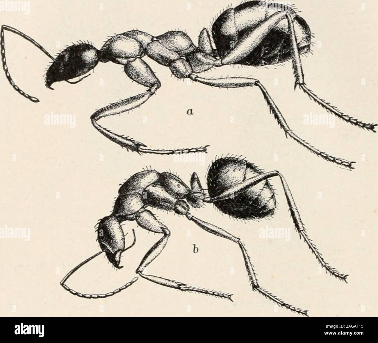 . Ants; their structure, development and behavior. Fir,. 56. Mottomonitni floricola.(Original.) (;. Worker; b. apterous fe-male (ergatogyne) ; c, same seen fromthe side. 96 .-JXTS. ihe normal female which is then called the l-female. In this case,therefore, the female is dimorphic. The /?-female is characterized byexcess development- in the legs and antenna? and in the pilosity of thebod or hy defective development of the wings. 12. The crt/dtoi/ync. ergatomorphic, or ergatoid female, is a worker-like form, with ocelli, large eyes and a thorax more or less like that ofthe female, hut without Stock Photo