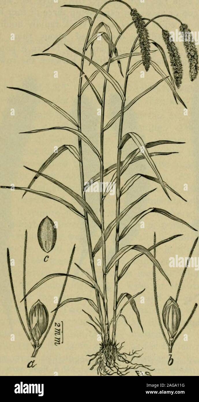 . Grasses and forage plants, by J.B. Killebrew. /lalian Millet—Sftaria Italica. 2. Inflorescence. 3. Upper leaf. 1. Spikek-t Willi two bristles. 5. Spikelet laid opin. broken the previous winter, and upon which all vegetation has been keptdown by frequent plowings or harrowing, are the most favorable condi-tions for the growth of a large crop of millet. Upon land so preparedone bushel of seed to the acre will be sufficient. The ground should notbe dry or wet when it is sown. If too dry many of the seeds will perishnear the surface; if too wet the land will be compacted and the crop willfrench Stock Photo