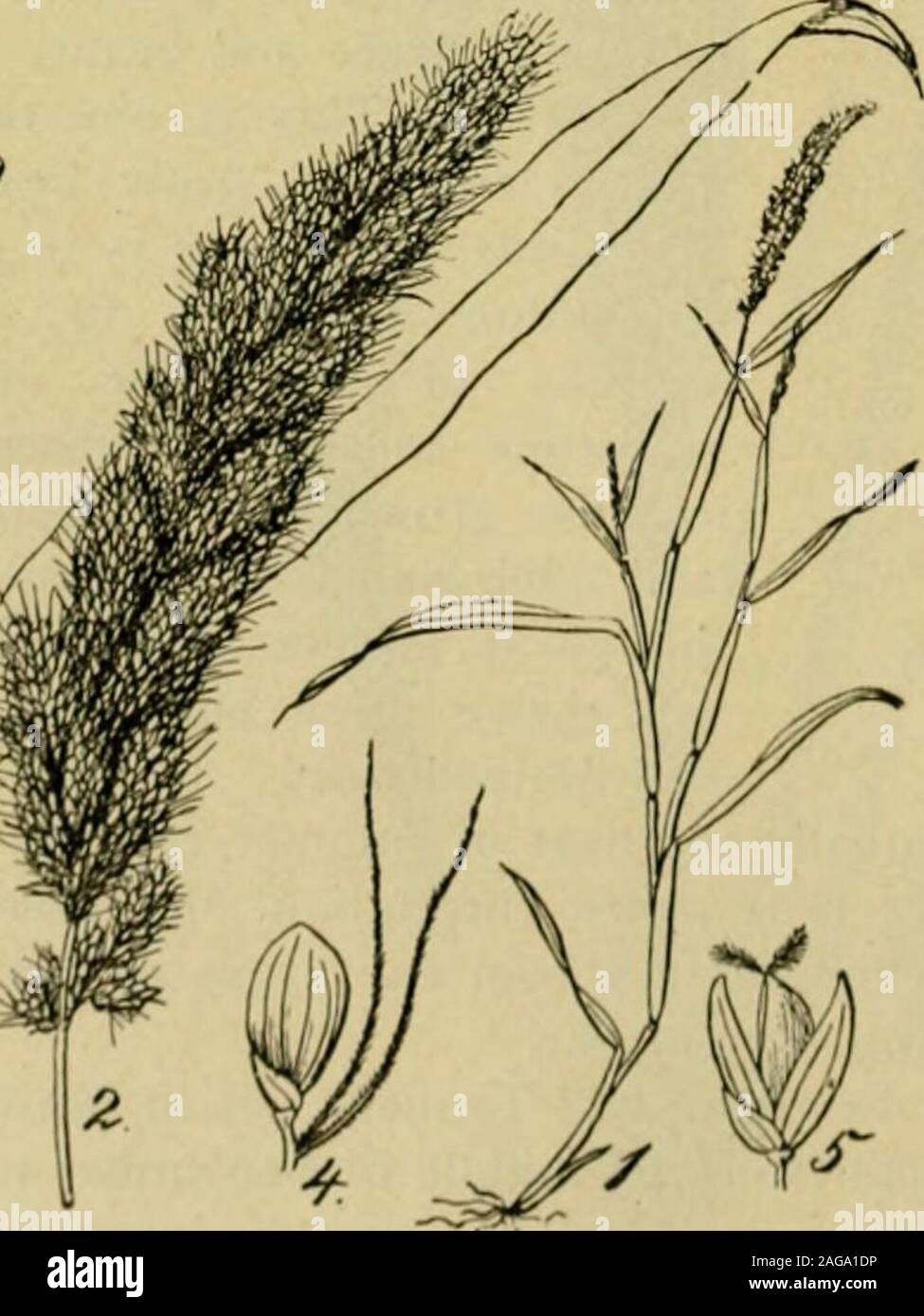 . Grasses and forage plants, by J.B. Killebrew. ense. It is considered superior to the common millet and indeed toall other kinds for soiling purposes but not for hay. It grows to theheight of from three to five feet on good soils. SOILS—Italian millet, likeall the millet family, requires .nstrong, rich, deep soil, suffi-ciently clayey to retain aarge amount of moisture; atthe same time the land mustbe thoroughly drained. Itshould receive a good coat ofstable manure and be wellbroken in the winter andplowed again in the springand frequently harrowed. ri^KSl^ I l/ ^ logged or rolled until the Stock Photo