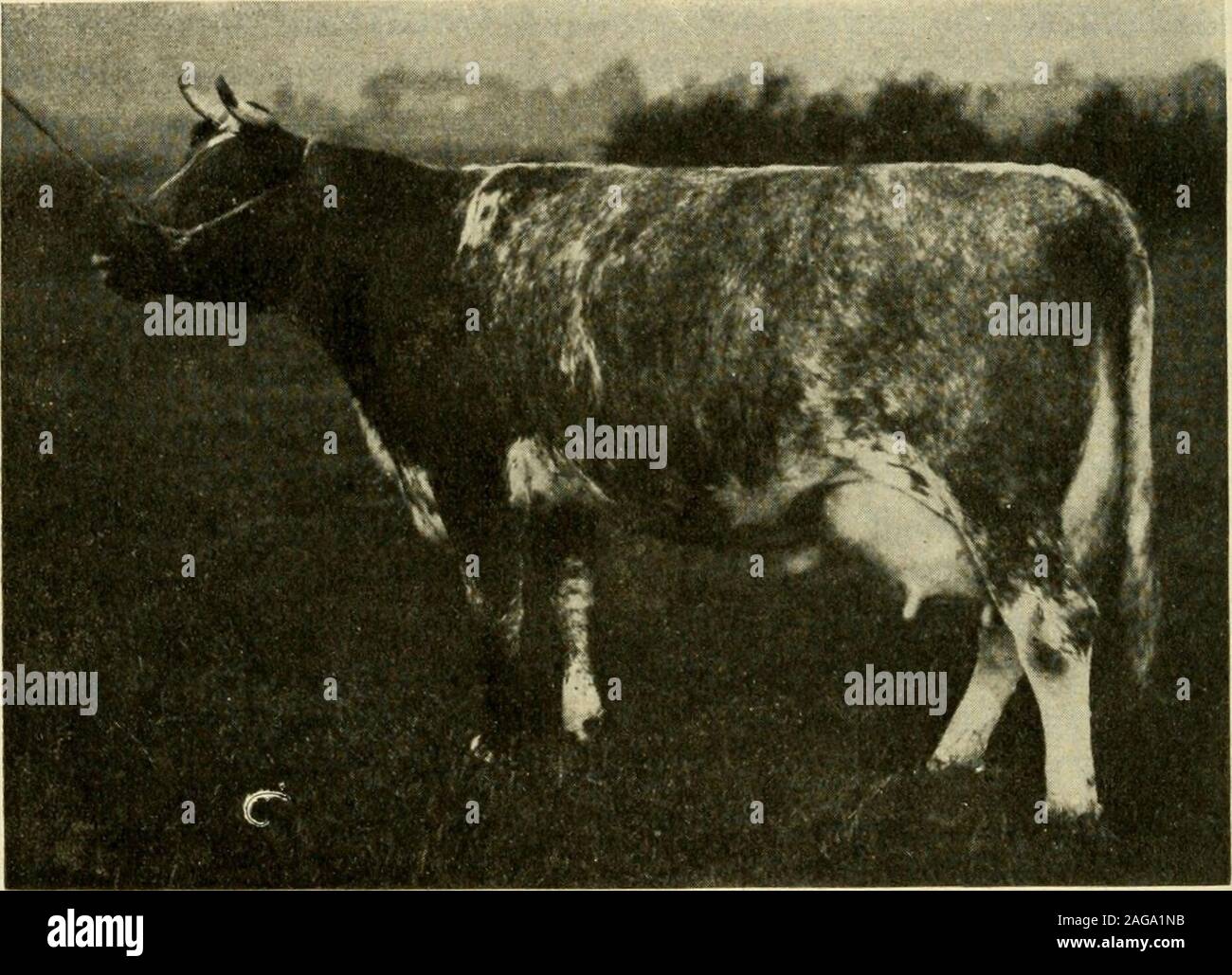 . Types and market classes of live stock. lowedto raise the calves. The ...