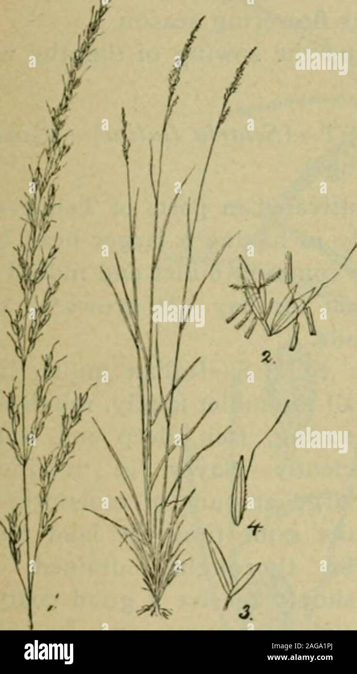. Grasses and forage plants, by J.B. Killebrew. glumes- making altogether a rarepicture of grace and beauty. SOILS—This is one of thegrasses that will grow best ondry sandy soils, and is a greatacquisition therefore to thosesections of Tennessee wheresandstone soils predominate. Itmay be grown on the Cumber-land table-land with success. Al-though it prefers sandy soils itwill thrive upon any rich, dry,well-drained land. It is a veryhardy perennial and will resist equally the heat of summer and the coldof winter. In Southern latitudes it is green throughout the year andhence the name evergreen. Stock Photo