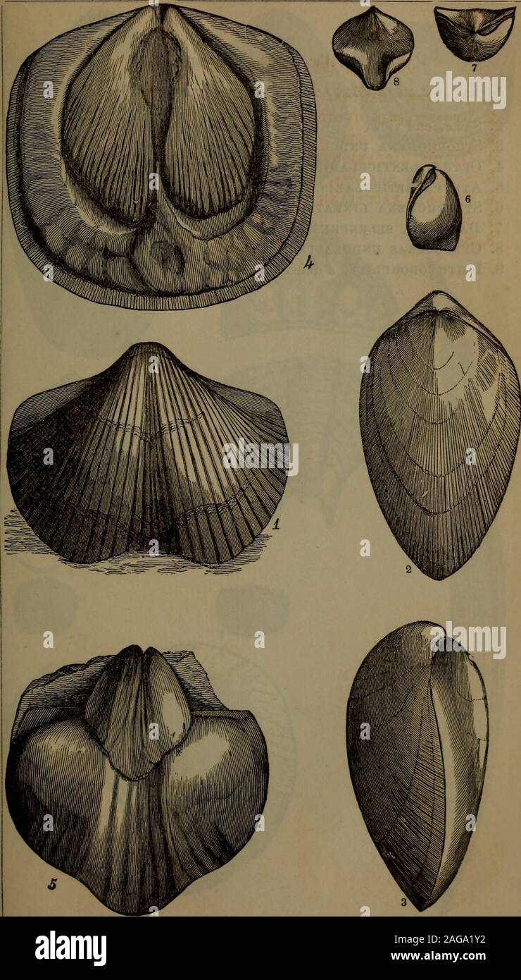 . Annual report of the regents of the university of the state of New York on the condition of the State Cabinet of Natural History and the historical and antiquarian collection annexed thereto. 20 PLATE X. [Assembly Fossils of the Oriskany sandstone (p. 59). 1. Spirifer arenosa. 2. Renssel^ria ovoides. 3. Same, profile view. 4. Orthis hipparionyx, internal cast of upper valve. 5. Spirifer arenosa, do do of lower valve. 6. Eatonia peculiaris, side. 7. Same, hinge. 8. Same, front. No. 136.] PLATE X. 21. 22 PLATE XL [Assembly Fossils of the Upper Helderberg group. 1. Eensseljeria (Meganteris) elo Stock Photo