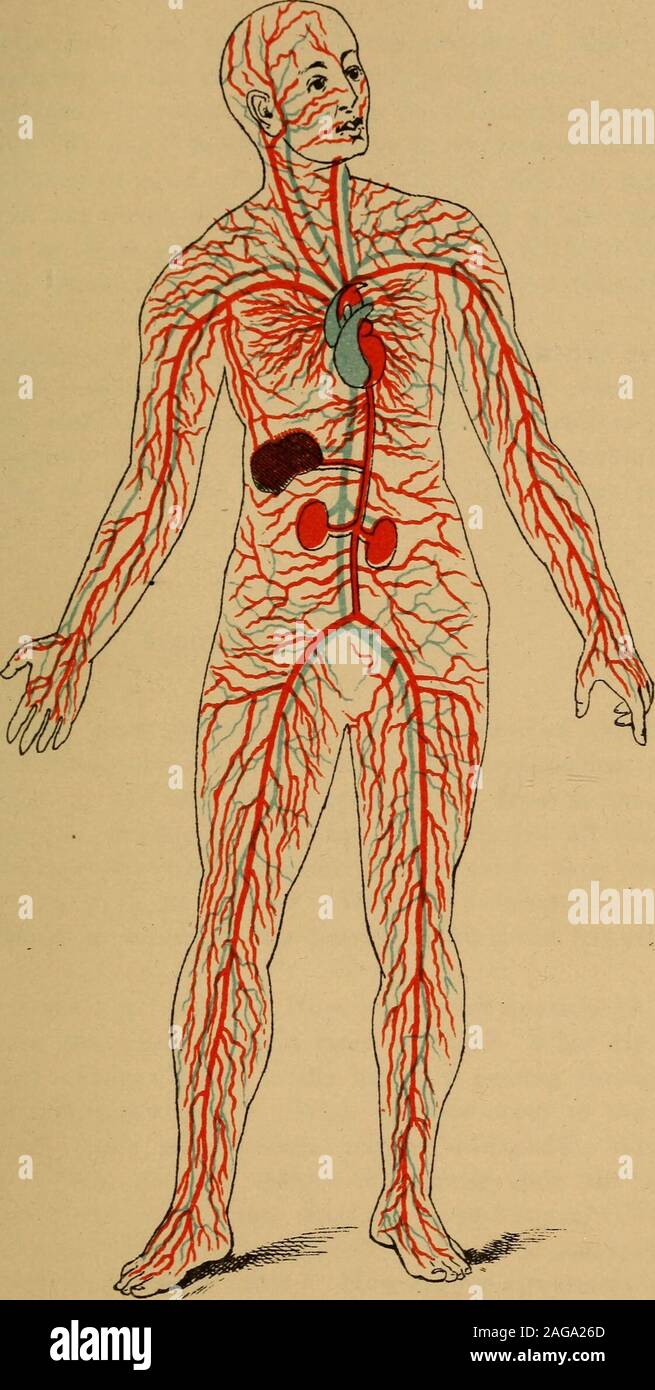 Does A Dogs Heart Beat Faster Than A Humans