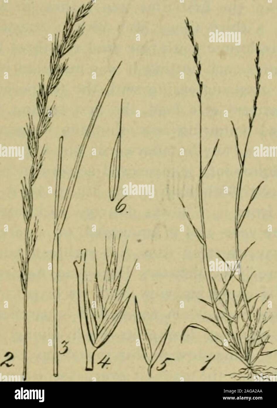 . Grasses and forage plants, by J.B. Killebrew. d quality of its produce and 29 in its aftermath it is the very lowest in the scale of cultivated grasses.Compared with orchard grass its nutritive power is as five to eighteen; tomeadow foxtail, five to twelve; to meadow fescue, five to seventeen.Nevertheless it is a useful grass in a mi.ture and will furnish the earliestof grazing. It possibly may be recommended for culture in Tennesseeonly on the soils of the Unaka mountains and on the moist low clayeylands adjoining the lake districts of West Tennessee. ITALIAN RYE GRASS—(Lo//»m JtaIicum.)—( Stock Photo