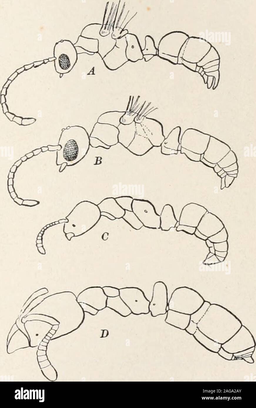Ants; their structure, development and behavior. tion which characterize  thissex in genera whose femaleforms (workers and queens)are widely  different; e. g., insuch a series of cases as Mr-mccia, Odoiitoinachns,  Oy/1-toccnts (Fig., image size:871x1390
