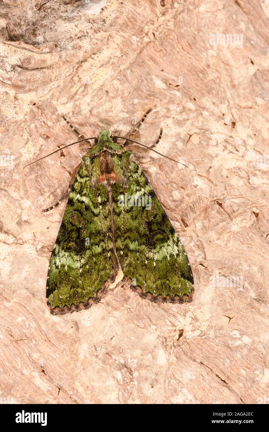 Green Arches Moth (Anaplectoides prasina) resting on tree trunk, Wales, June Stock Photo