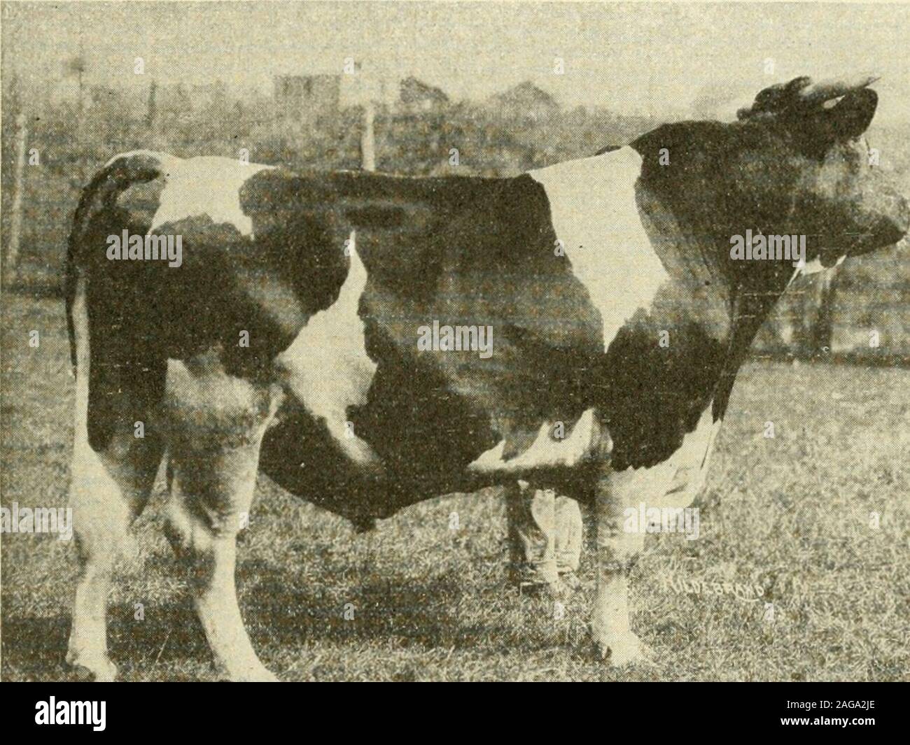 . Types and market classes of live stock. y considerable degree of thickness is sharply criticized.Some dairy bulls almost rival beef bulls in the amount offleshing shown in the hindquarters, and such animals aredistinctly not of true dairy type in conformation and temper-ament. A dairy bull should carry no more fleshing than ispermissible in a dry cow or in a heifer before her first calv-ing. The bull should be well divided between the hind legs, andshould have rather flat, trim thighs. The hind legs should be Types and Market Classes of Live Stock 129 placed rather well apart, and should be Stock Photo
