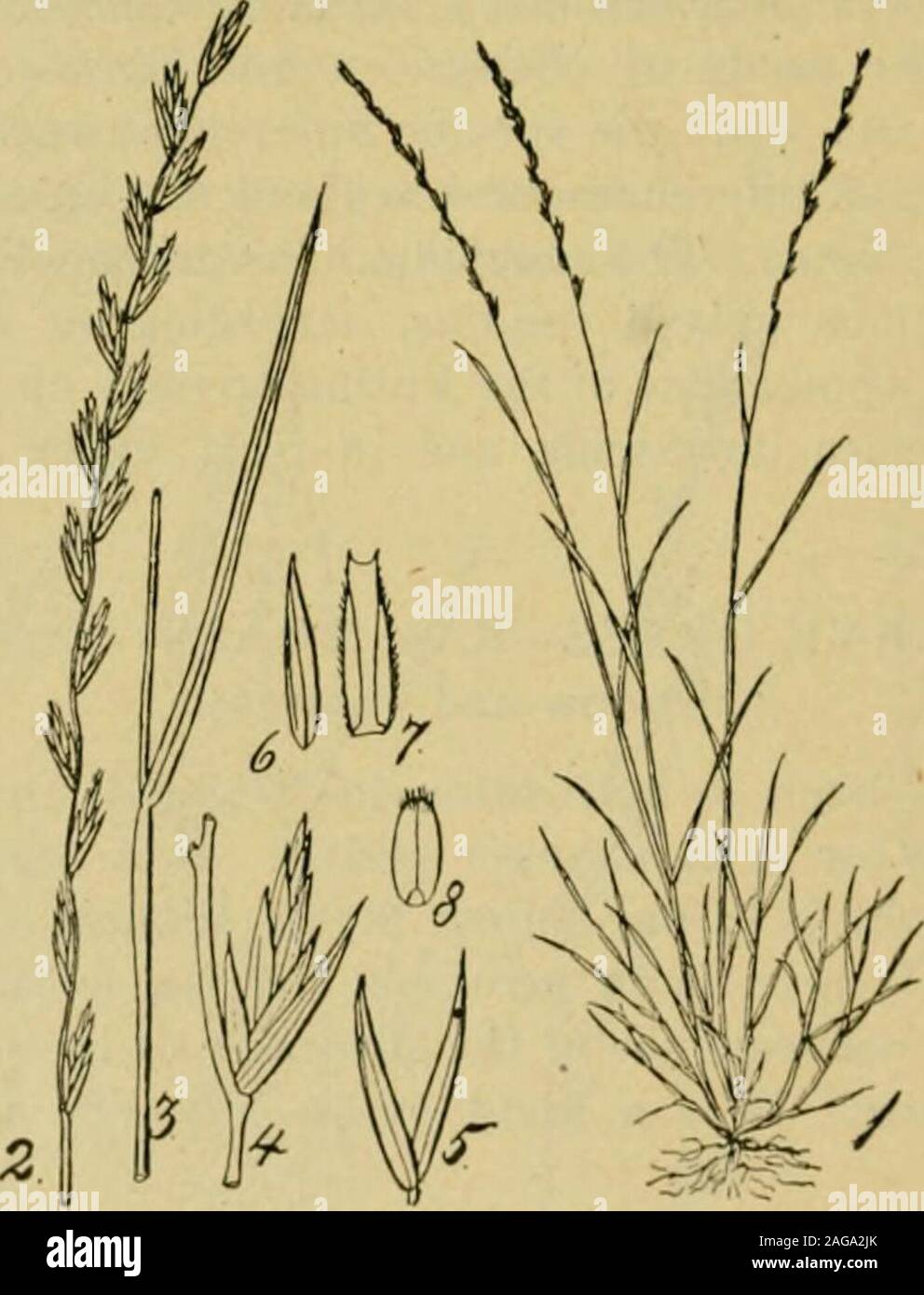. Grasses and forage plants, by J.B. Killebrew. of EastTennessee and I have no doubt it would grow with great luxuriance in :28 the moist soils of the elevated valleys and coves found among the Unakamountains. On fertile soils it will yield about 40 bushels of seed to the acre andthe seed weighs 25 to 30 pounds per bushel. It cannot be called an eco-nomical grass for pastures or meadows. Its shortness of life make&lt;; thesowing of it for permanent pastures or meadows very bad husbandry.The sowing of it is only a little more economical than the sowing of anannual. And yet for a three years rot Stock Photo