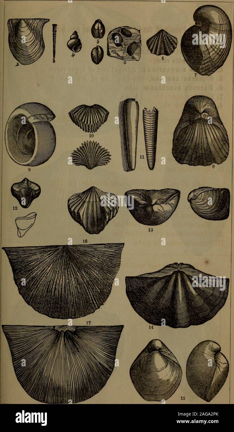 . Annual report of the regents of the university of the state of New York on the condition of the State Cabinet of Natural History and the historical and antiquarian collection annexed thereto. [Assembly, No. 136.] c 18 PLATE IX. [Assembly Fossils of the Lower Helderberg group.=^ A. From the Waterlime series ( p. 68). 1. Spirifer plicatus. 2. avicula rtjgosa. 3. Tentaculites ornatus. 4. LiTTORINA ANTIQUA. 5. Atrtpa sulcata. 6. Cytherina alta. B. From the Pentamerus limestone ( p. 58). 7. Pentamerus galeatus. 8. Same, front view. 9. euomphalus profundus. 10. Atrypa lacunosa, 11. Lepocrinites ge Stock Photo