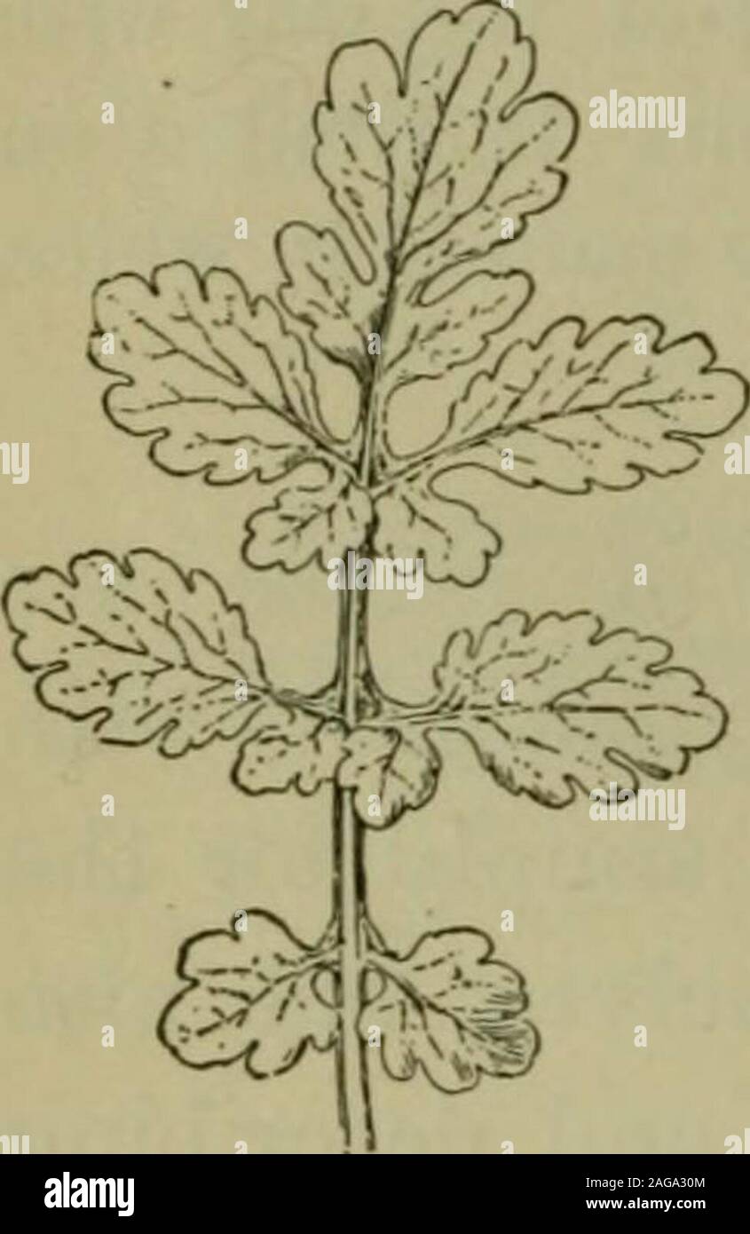 point leafs soft thorns vegetable identification point leafs soft thorns vegetable identification