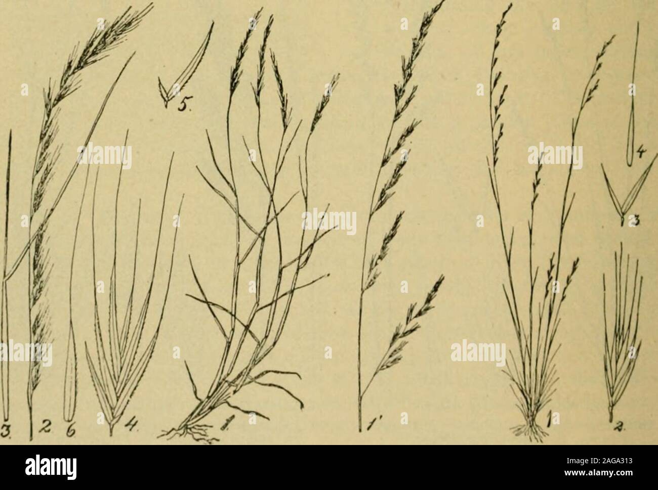 . Grasses and forage plants, by J.B. Killebrew. walks if set with it. Sheep are very fond of it andhence its name. Its panicles are narrow; its leaves are short, bristle-like and tuftedand have a grayish color tinged with red. It forms a profuse foliage inbunches and makes excellent pastures for sheep and cattle where othergrasses will not grow. This grass constitutes the great bulk of the grazing grasses in thesheep pastures of the Highlands of Scotland. It is believed by the shep-herds in that region to be more nutritious for sheep than any other. Inthe arid plains of Asia it is often the on Stock Photo