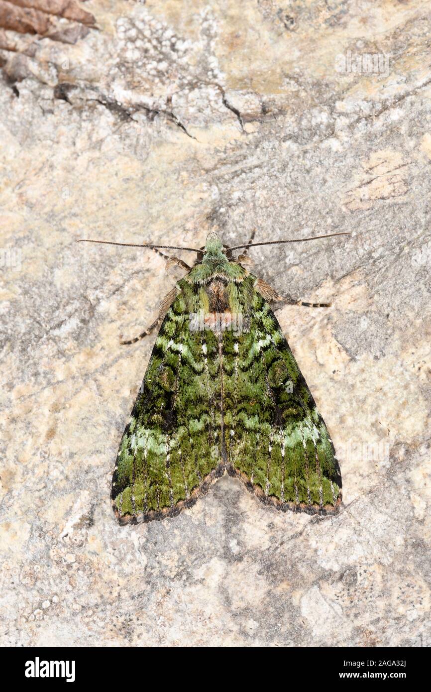 Green Arches Moth (Anaplectoides prasina) resting on tree trunk, Wales, June Stock Photo