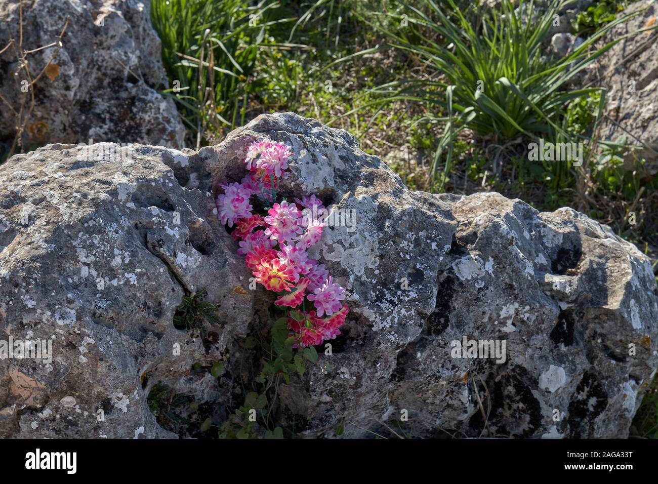 Wild flowers in a rock at high mountain Stock Photo