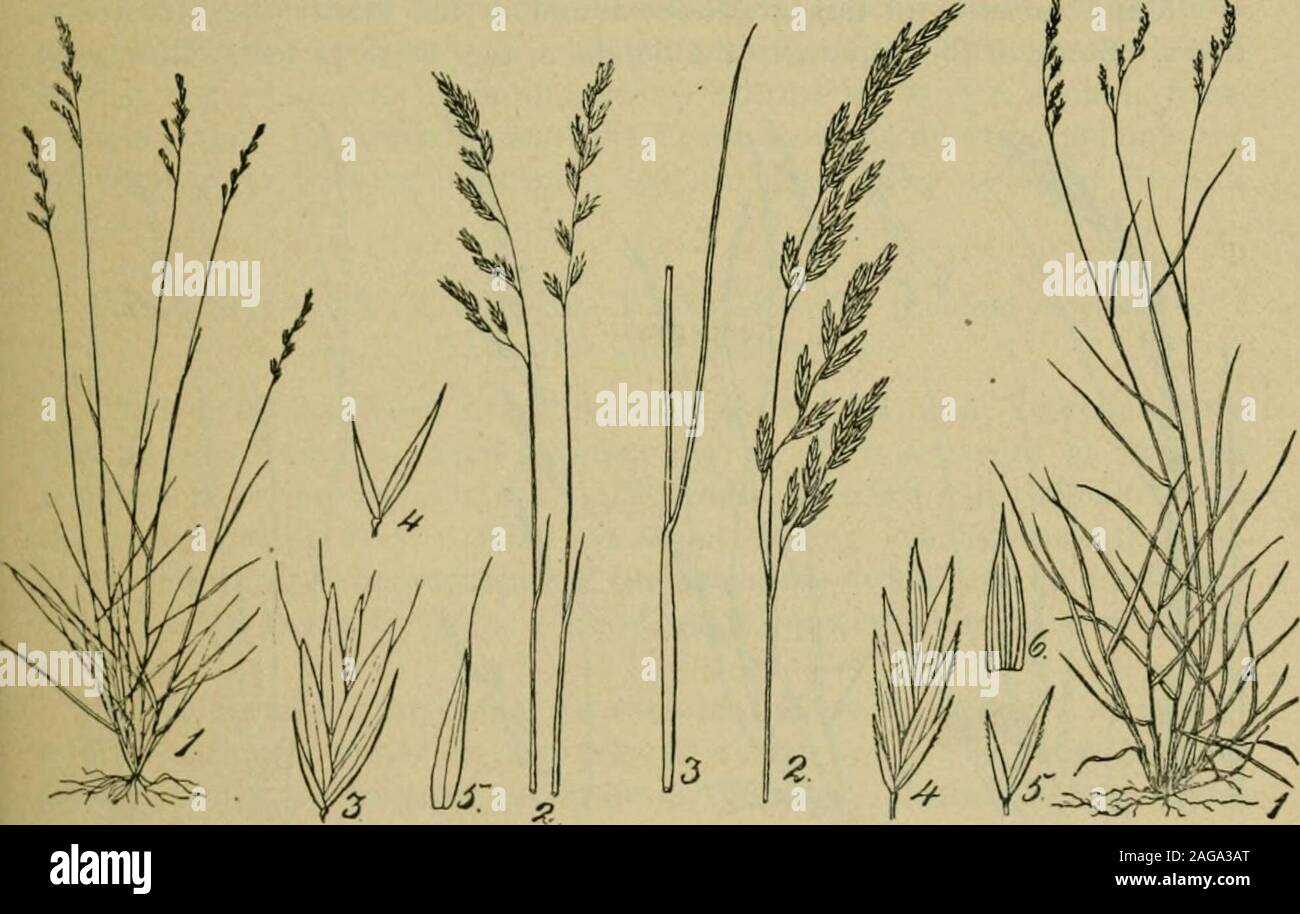. Grasses and forage plants, by J.B. Killebrew. ng glume. names; in Virginia it is Randall grass 25 under the snow, affording fine croppings for cattle. It will grow on agreater elevation than the blue grass. Meadow fescue grass does nut attain its full productive capacity untilthe third or fourth year, so that while its durability in the soil is great itmay not be depended upon for a quick meadow or pasture. It will yieldthe first year from one to one and a half tons of hay when sown upon con-genial soil, and twice that amount the second year. The seed weighsfrom 12 m ](j ;)ounds to the bushe Stock Photo