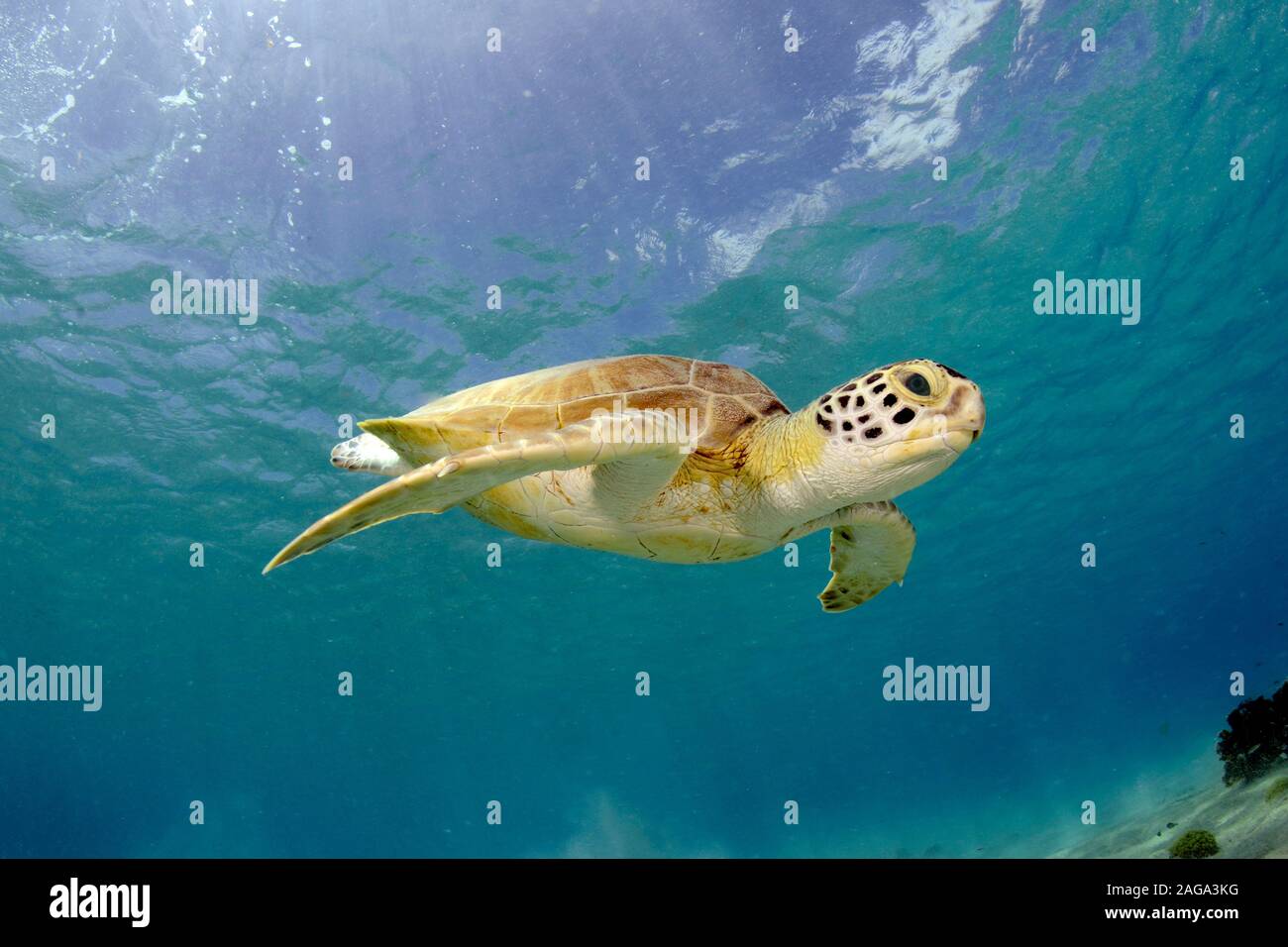 Green sea turtle, Chelonia mydas, Bonaire. Stock Photo
