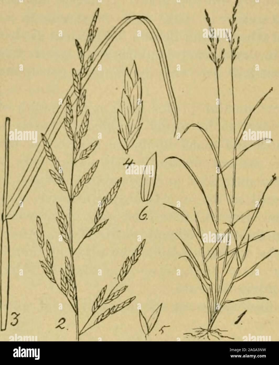 . Grasses and forage plants, by J.B. Killebrew. e and some others werequite dead. This experiment proves to what a valuable purpose any tractof springy, moist, loamy sand may be converted by sowing it down witha selection of grasses, in which the foxtail should predominate. This grass must not be confounded with the foxtail (sctaria viridis)that springs up in the fields of Tennessee after oat and wheat harvest.This foxtail is nothing but a troublesome weed. TALL MEADOW FESCUE—RANDALL GRASS—EVERGREENGRASS—{Festucaelaiioryar. pratensis.)—(Meadow and Pasture.) This is a most valuable grass and we Stock Photo