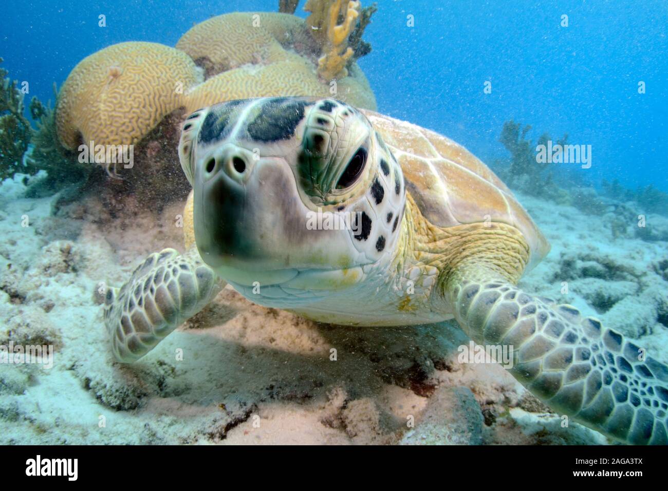 Green sea turtle, Chelonia mydas, Bonaire. Stock Photo