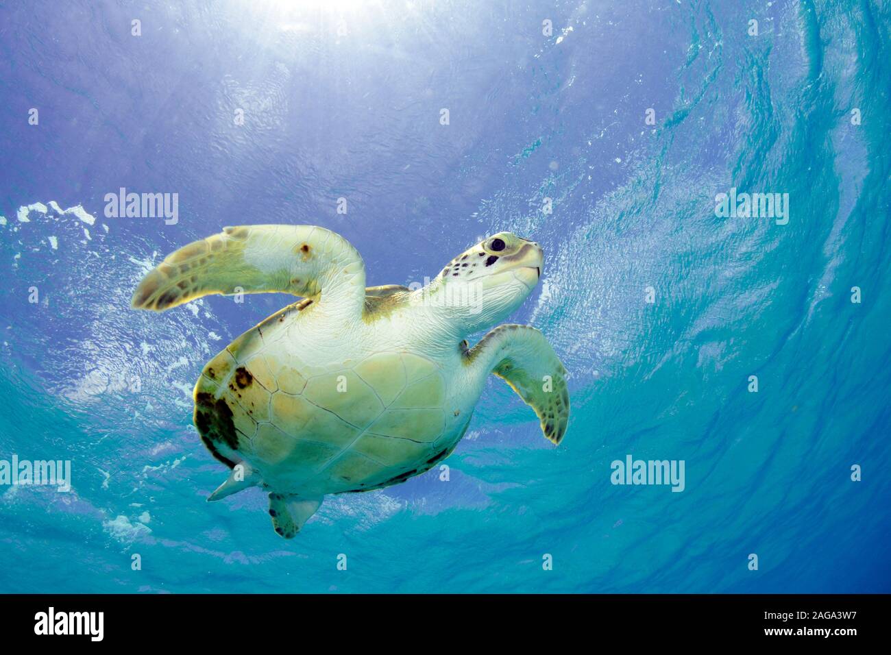 Green sea turtle, Chelonia mydas, Bonaire. Stock Photo