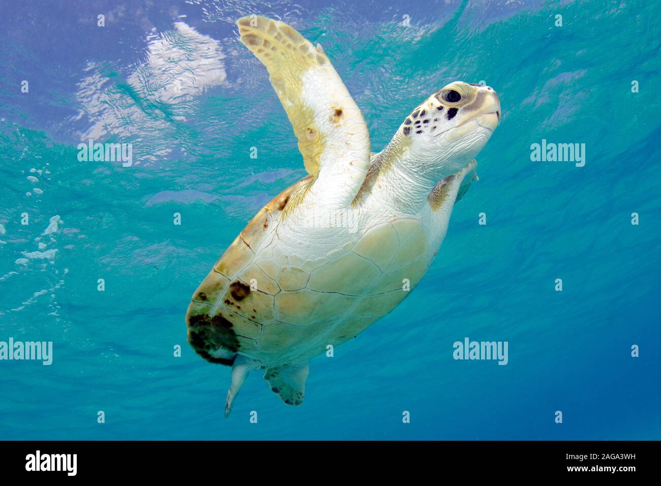 Green sea turtle, Chelonia mydas, Bonaire. Stock Photo