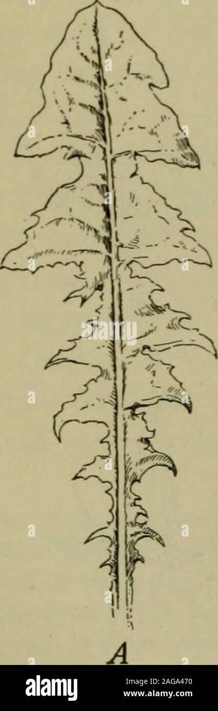 . Foundations of botany. Fig. 90. — Shapes of Bases of Leaves. 1, heart ...