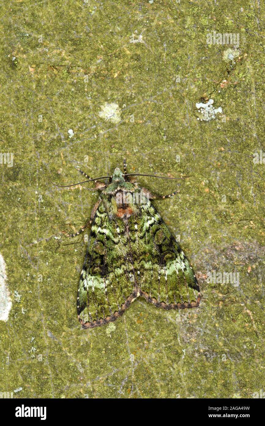 Green Arches Moth (Anaplectoides prasina) resting camouflaged on tree trunk, Wales, June Stock Photo