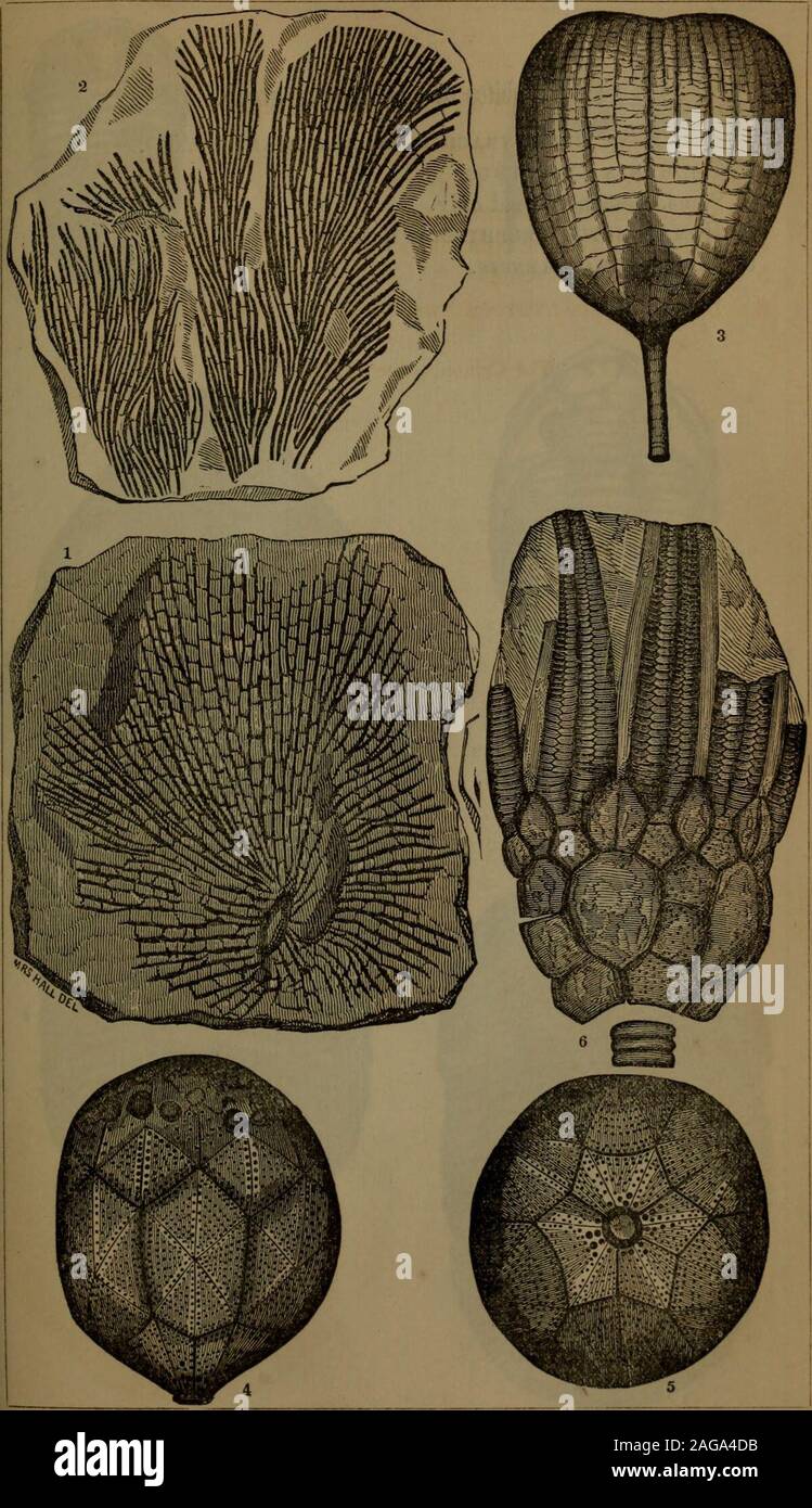 . Annual report of the regents of the university of the state of New York on the condition of the State Cabinet of Natural History and the historical and antiquarian collection annexed thereto. 14 PLATE VII. [Assembly Fossils of the Niagara group. 1. Coral : Dictyonema retieormis ( p. 55). 2. Do. : D. GRACILIS. 3. Crinoid : Ichthyocrinus l^vis. 4. Do. : Caryocrinus ornatus, side (arms gone). 5. Do. : Same, base. 6. Do. : EucALYPTOCRiNus DECORUS (entire specimen ; arms folded or closed). For Crinoids, see pp.45, 47. No. 136.] PLATE VII. 15. 16 PLATE VIII. [Assembly Trilobites of the Niagara gro Stock Photo