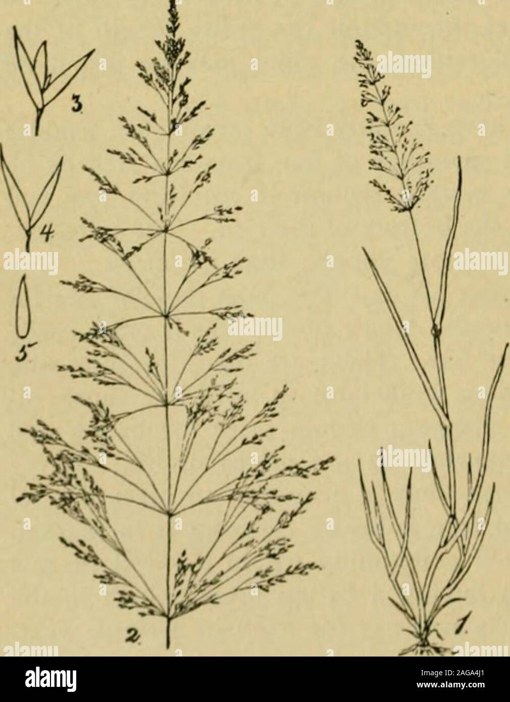 . Grasses and forage plants, by J.B. Killebrew. s is greatly modified by climate, soil and situation. The most appro-priate name for it is probably agrostis polymorpha, on account of themany forms which it assumes when subjected to different conditions. By whatever name it may be des-ignated in various localities itis one of the most useful agri-cultural grasses of the south.It will grow upon every soil.^ ,, and will give more general «^^^^ / ^^s^ I satisfaction to the farmer than  1/^*1- ^ II gj^y other grass. It is scat- tered over the whole state ofTennessee. The writer hasseen it growing Stock Photo