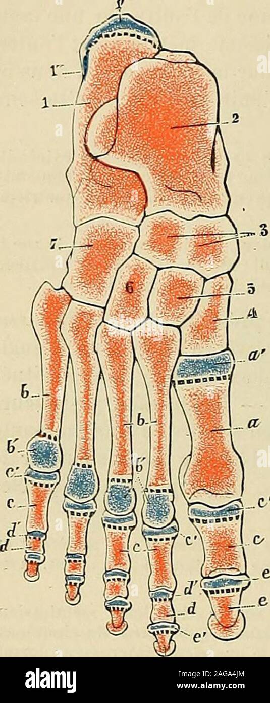 . Traité d'anatomie humaine : anatomie descriptive, histologie, développement. quart decette longueur. Des recherches fort intéressantes deM. Leboucq. {Le développement du premier métatarsien etde son articulation tarsienne chez lhomme, in Ann. de laSoc. de inéd. de Gand, 1883) sont venues démontrer quune telle disproportion entre la disposi-tion humaine et la disposition simienne, satténue, comme tant dautres du reste, au fur et àmesure quon remont3 vers les premières phases du développement embryonnaire. En effet, chezlorang, le rapport du deuxième métatarsien au premier, ce premier étant 1, Stock Photo