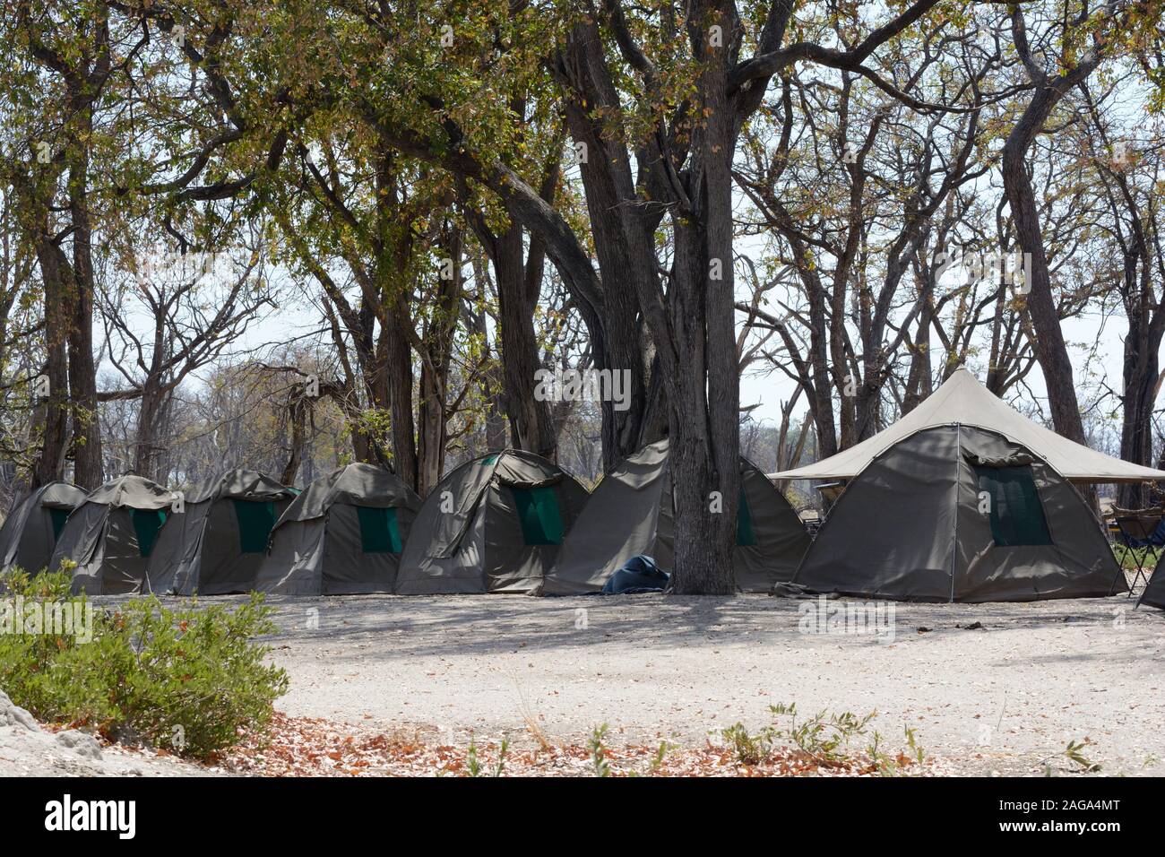 Row of tents for simple camping holiday Moremi National park Botswana Africa Stock Photo