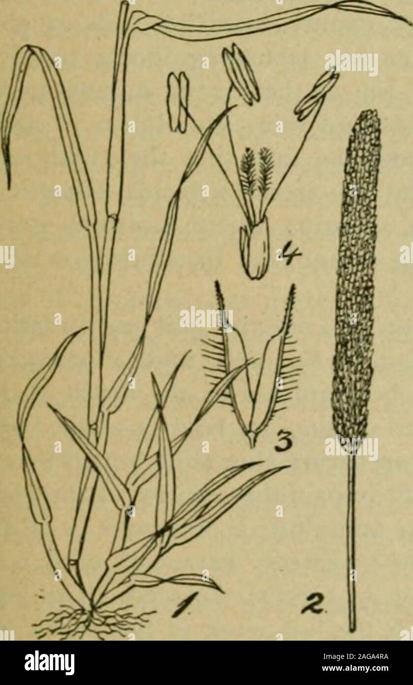 . Grasses and forage plants, by J.B. Killebrew. early everyinstance, been tested not only in the various experiment stations in thesouth and especially at our Experiment Station at Knoxviile, but theyhave been successfully grown by the farmers of the state. A few grasseshave been mentioned, not for the purpose of recommending them for cultivation, but to warn the farmersof the state against them. TIMOTHY— (P/i/r»m pralense.)—(Meadow Grass.)Named for Timothy Hansen, ofNorth Carolina, who introduced itinto this country from England in1720. Timothy has become the mostpopular, the best known and t Stock Photo